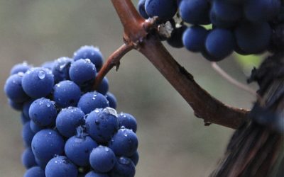 Merlot harvest at CHÂTEAU MONLOT