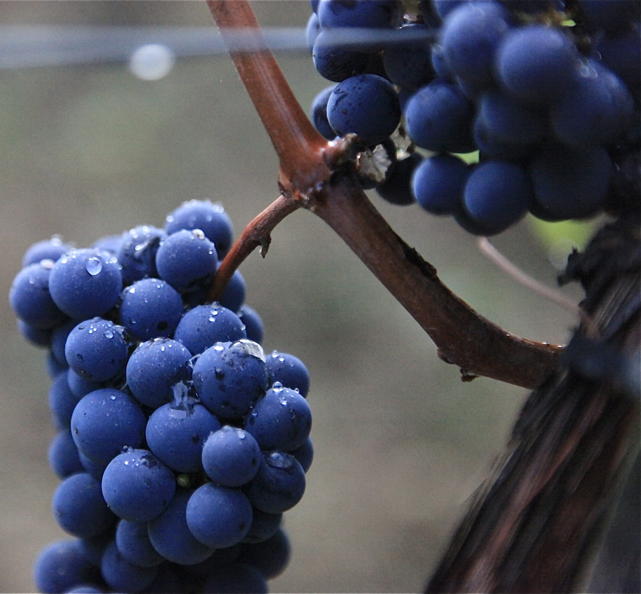 Vendanges Merlot au CHÂTEAU MONLOT
